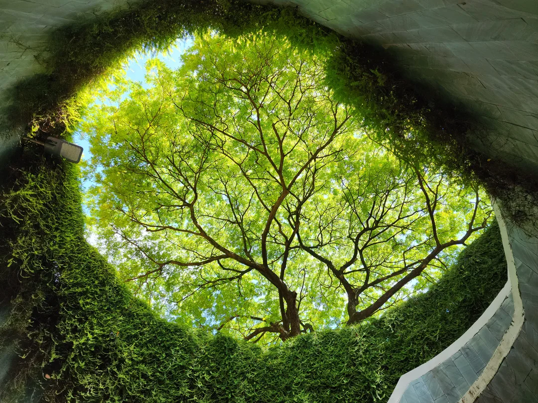 Fort Cunning Park Tree Tunnel