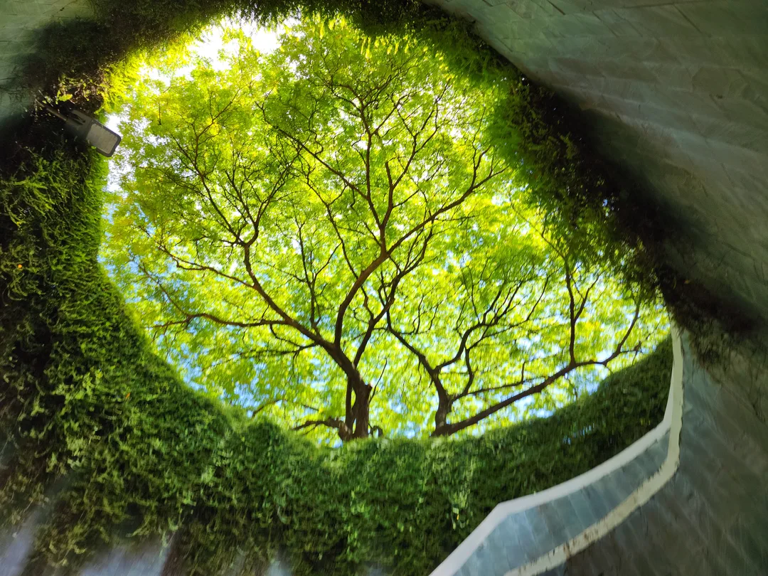 Fort Cunning Park Tree Tunnel
