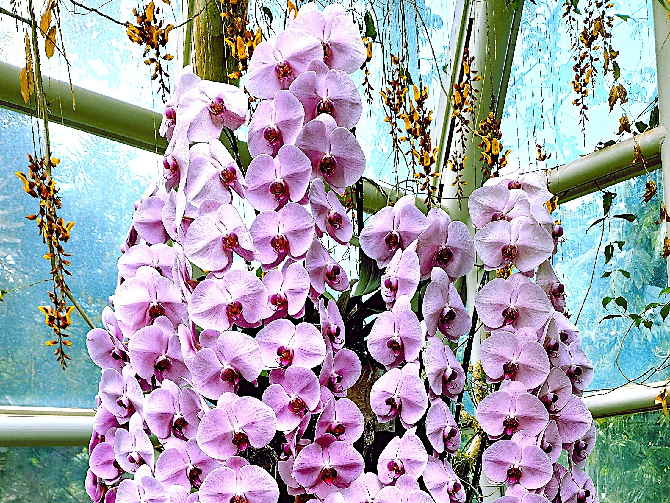 National Orchid Garden